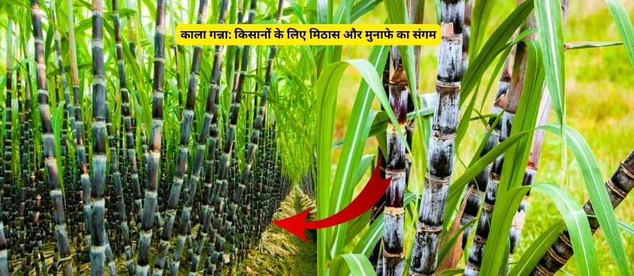काला गन्ना: किसानों के लिए मिठास और मुनाफे का संगम