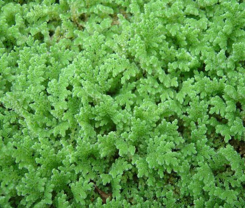 अज़ोला