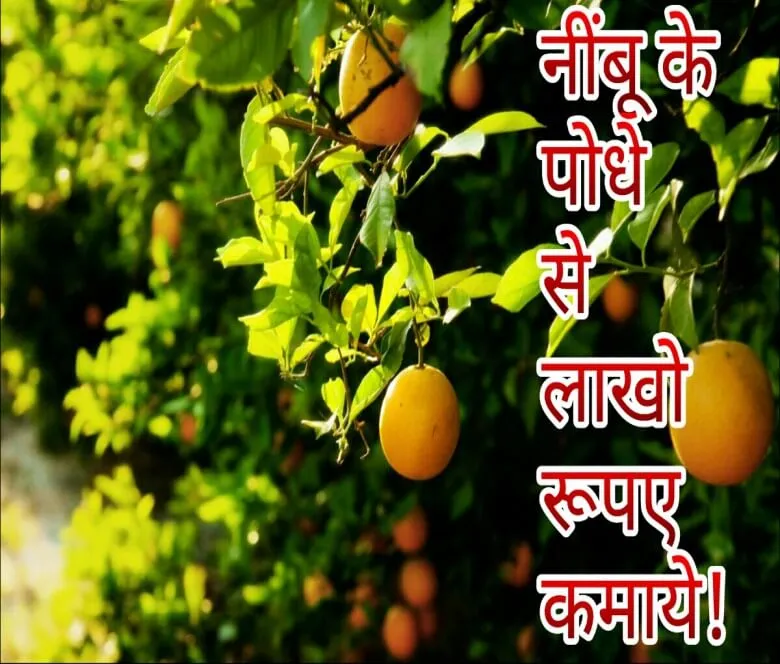 नींबू की खेती 