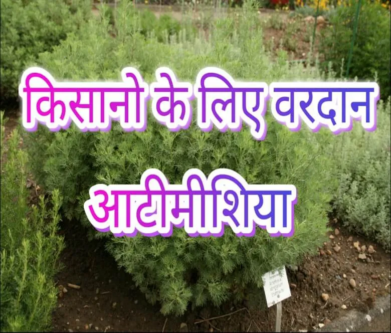 आर्टीमीशिया की खेती