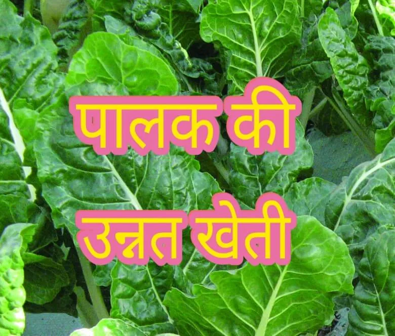  पालक की उन्नत खेती 