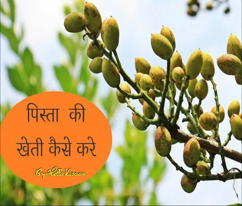 पिस्ता की खेती 