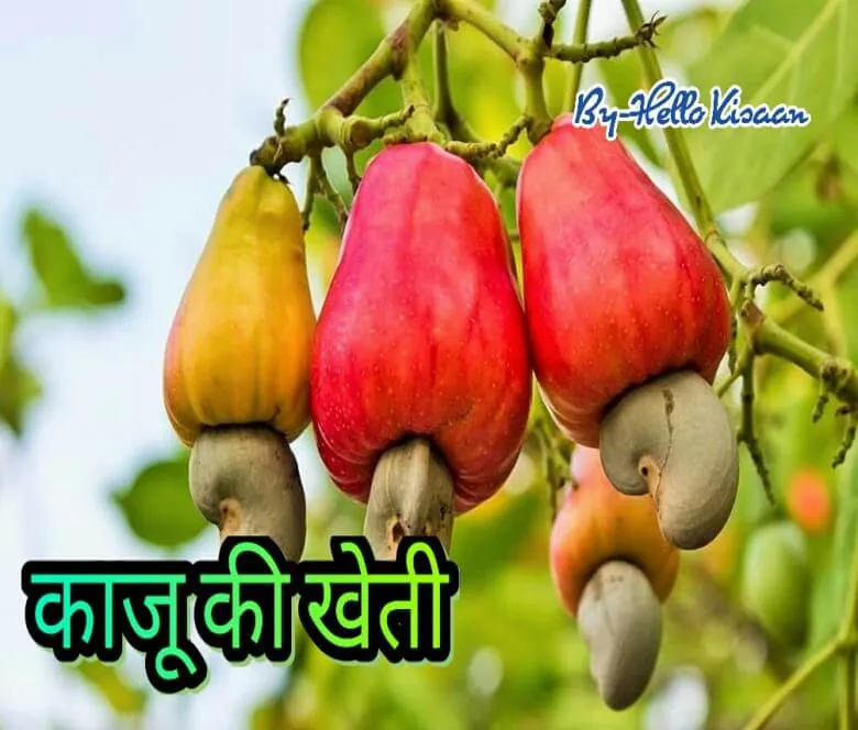 काजू की खेती