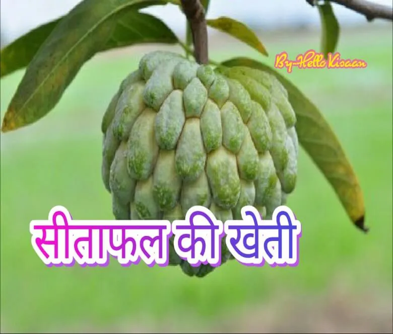 सीताफल खेती