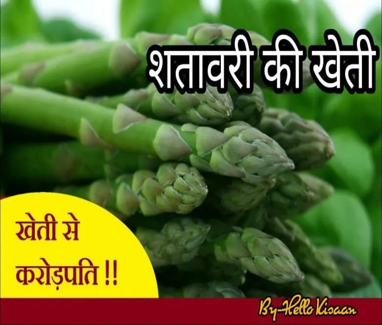 शतावरी की उन्नतशील खेती 