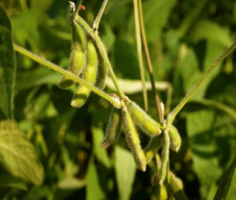 मेढऩाली पद्धति से सोयाबीन की खेती