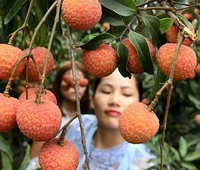 लीची की उन्नत खेती 