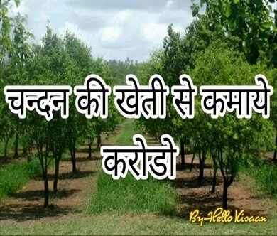 चंदन की खेती
