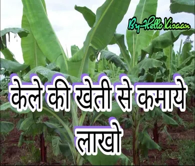 केले की खेती 