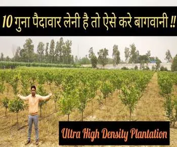 10 गुना पैदावार लेनी है तो ऐसे करे खेती, 5*5 फ़ीट पे अमरूद की खेती