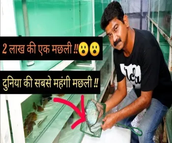 पशु पालन 2 लाख रुपए में बिकती है ये दुनिया की सबसे महंगी मछली