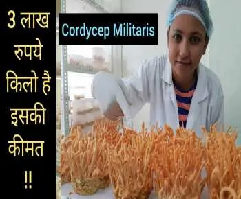 3 लाख रुपये किलो है इसकी कीमत