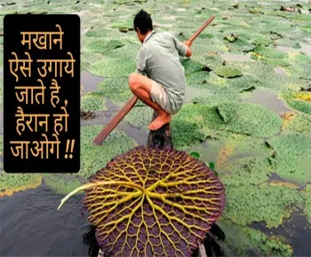 मखाने की खेती से लाखो की कमाई।