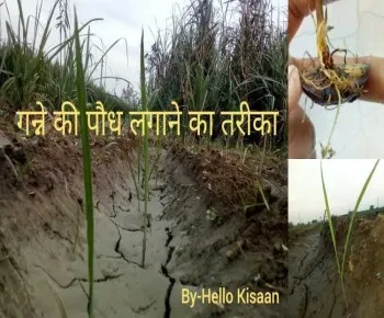 गन्ने की पौध की बुवाई
