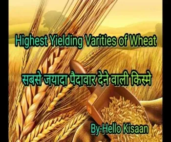 गेहूँ की सबसे ज्यादा पैदावार देने वाली किस्में