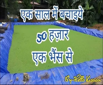 अजोला