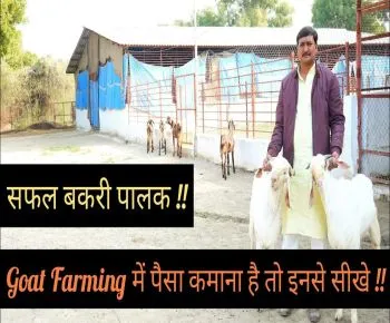 बकरी पालन (Goat farming)