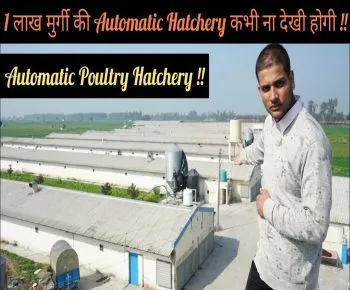 1 लाख मुर्गी की Hatchery ना देखी होगी (Automatic Poultry Hatchery)