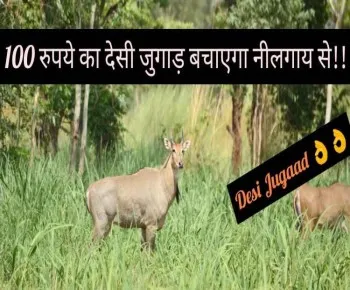 नीलगाय भगाने का देसी जुगाड़