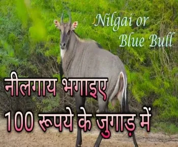 नीलगाय भगाने का जुगाड़ सिर्फ 100 रुपये में
