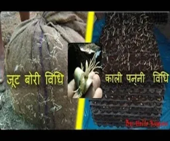 जूट बोरी -  काली पन्नी विधि की पौध