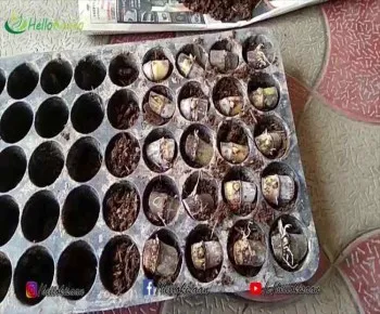 पार्ट- 2 जूट बोरी -  काली पन्नी विधि की पौध