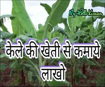 केले की खेती