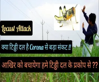 Tiddi Dal Attack (Locust Attack in India) टिड्डी दल से बचाव व नियंत्रण
