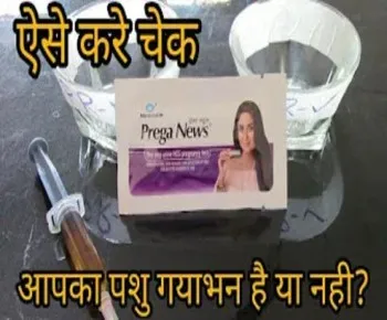 देशी तरीके से पता करें पशु ग्याभन है या नहीं