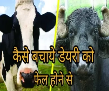 डेयरी को सफल बनाने का तरीका