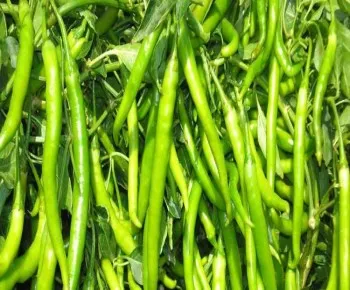 मिर्च की इस किस्म से होगा किसानों को बेहद मुनाफा