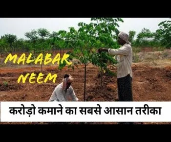 मालाबार नीम से एक झटके में करोड़पति बनने का मौका