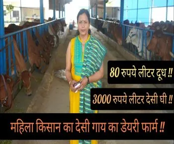 महिला किसान का देसी गाय का डेयरी फार्म
