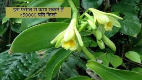 इस फसल से कमा सकते हैं ₹50000 प्रति किलो।