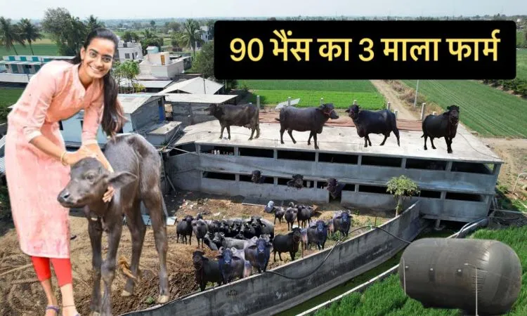 80 भैंसों का तीन माला फॉर्म चला कर कमा रहे खूब