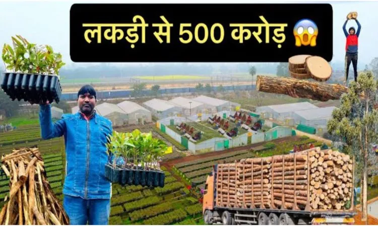 वृक्षों की खेती कर कमा रहे करोड़ों, पारंपरिक खेती से अधिक मुनाफा