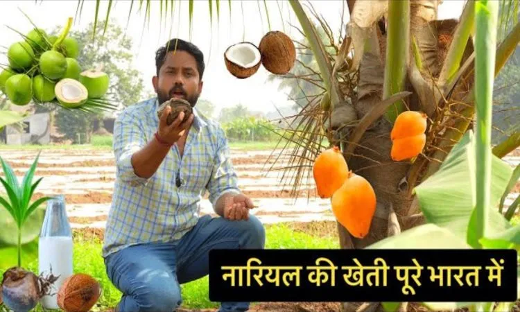 भारत में कहीं भी कर सकते हैं नारियल की खेती, कमा रहे खूब