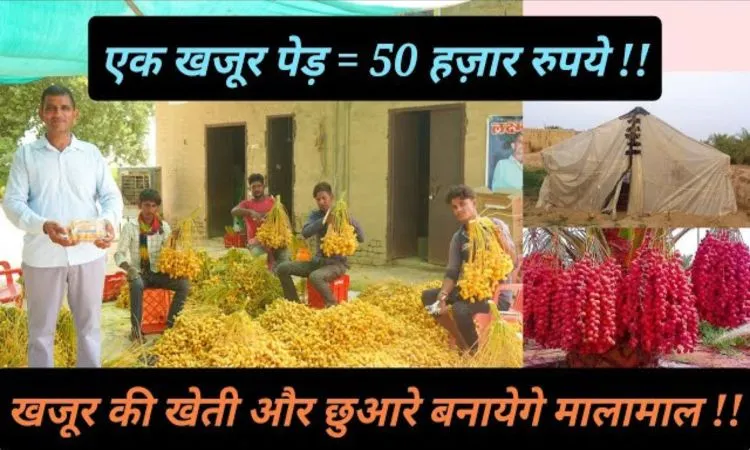 खजूर की खेती, मोटा मुनाफा