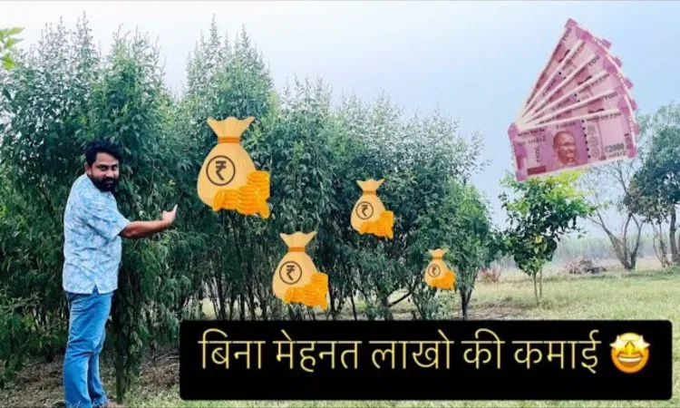 कम मेहनत, कम लागत और ज्यादा मुनाफे वाली खेती