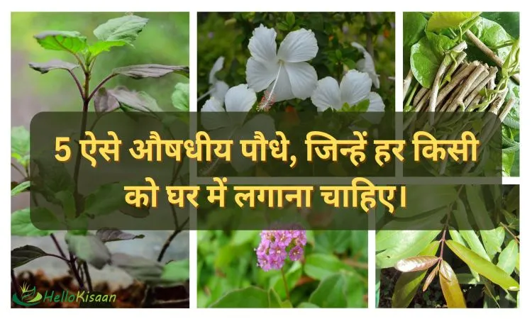 5 ऐसे औषधीय पौधे, जिन्हें हर किसी को घर में लगाना चाहिए