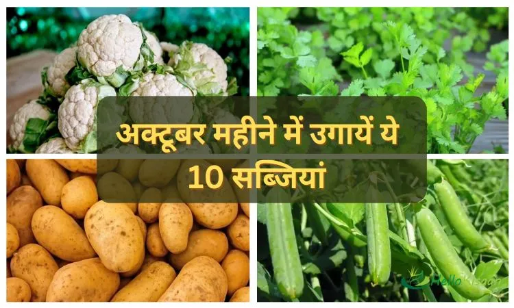 अक्टूबर महीने में उगायें ये 10 सब्जियां