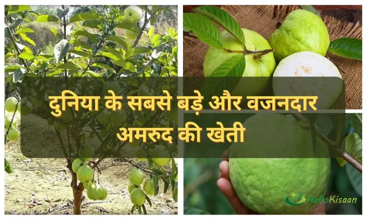 दुनिया के सबसे बड़े और वजनदार अमरुद की खेती