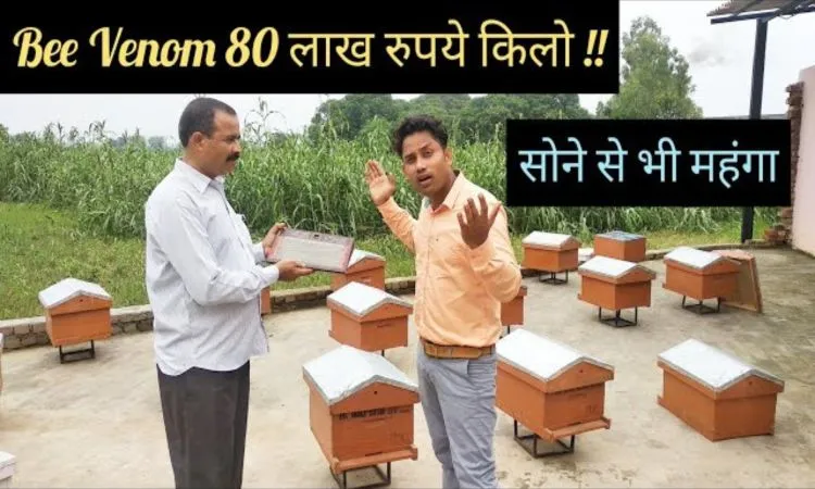 सोने से भी महंगा है मधुमक्खी से उत्पादित बी-वेनम