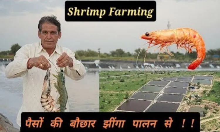 झींगा मछली पालन से हो रही पैसों की बौछार