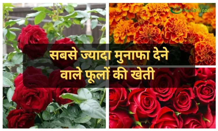 सबसे ज्यादा मुनाफा देने वाले फूलों की खेती