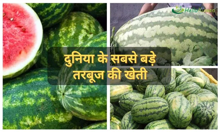 दुनिया के सबसे बड़े तरबूज की खेती