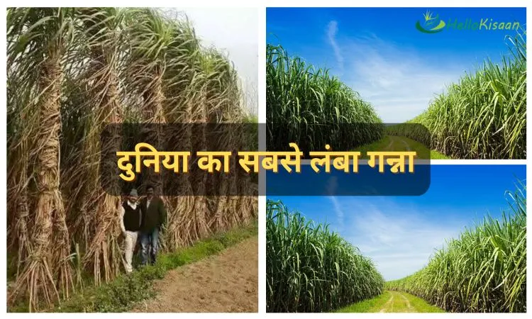 दुनिया का सबसे लंबा गन्ना