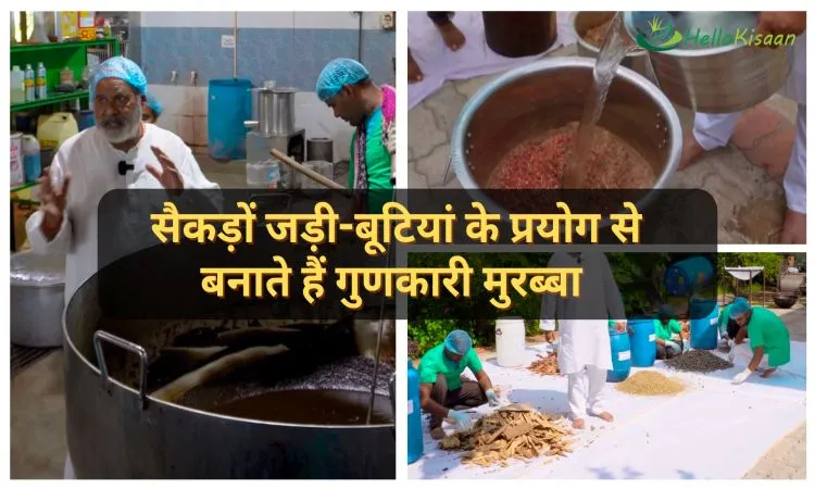 सैकड़ों जड़ी-बूटियां के प्रयोग से बनाते हैं गुणकारी मुरब्बा