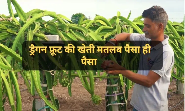 ड्रैगन फ्रूट की खेती मतलब पैसा ही पैसा