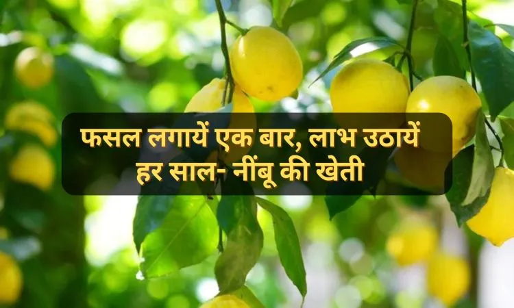 फसल लगायें एक बार, लाभ उठायें हर साल- नींबू की खेती